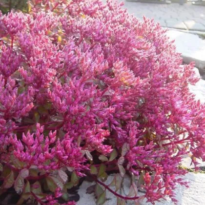 Rozchodník pochybný Voodoo - Sedum spurium - predaj semien - 50 ks