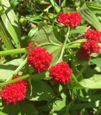 Mrlík hlávkatý - Chenopodium capitatum - predaj semien mrlíka - 200 ks