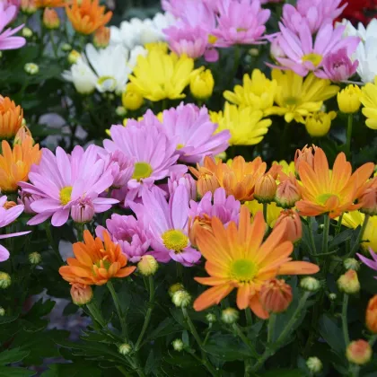 Margaréta obyčajná Robinson - zmes - Tanacetum coccineum - 140 ks