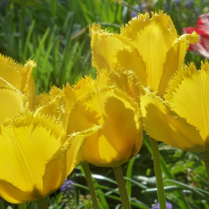 Tulipán Crispy Gold - Tulipa - predaj cibuľovín - 3 ks