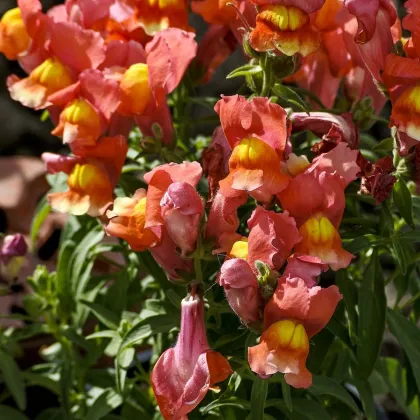 Papuľka nízka dvojkvetá Twinny Bronze - Antirrhinum majus - predaj semien - 20 ks