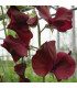 Hrachor Sunshine Burgundy - Lathyrus odoratus - predaj semien hrachora - 12 ks