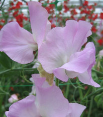 Hrachor Winter Sunshine - Lathyrus odoratus - predaj semien - 12 ks