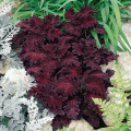 Africká pŕhľava Wizard Black Dragon - Coleus blumei - semienka africkej pŕhľavy - 30 ks