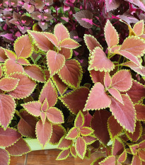 Africká pŕhľava Wizard Scarlet - Coleus blumei - semienka - 30 ks