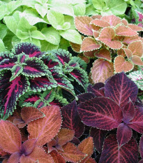 Africká pŕhľava Wizard mix - Coleus blumei - semienka - 30 ks