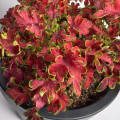 Africká pŕhľava Wizard Velvet Rose - Coleus blumei - predaj semien africkej žihľavy - 30 ks