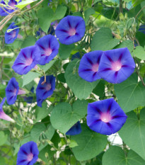 BIO Povojník fialový - Ipomoea purpurea - predaj semien - 15 ks