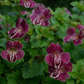 Čarodejka bodkovaná White Flame - Mimulus - predaj semien - 20 ks