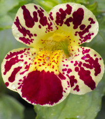 Čarodejka bodkovaná White Blotch - Mimulus - predaj semien - 20 ks