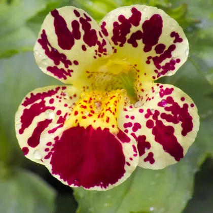 Čarodejka bodkovaná White Blotch - Mimulus - predaj semien - 20 ks