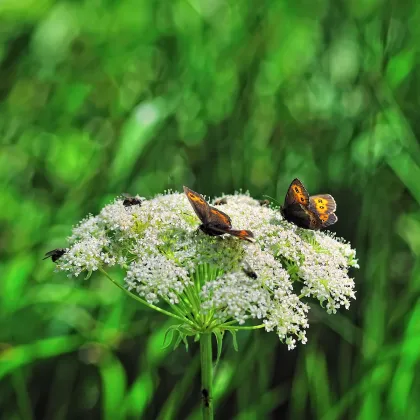 Mrkva Wildform - Daucus carota - predaj semien - 250 ks