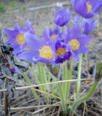 Poniklec alpínsky Bells Violet - Pulsatilla alpina - predaj semien ponikleca - 20 ks