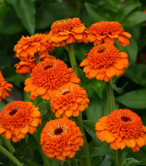 Cínia Zinderella Orange - Zinnia elegans - predaj semien - 20 ks