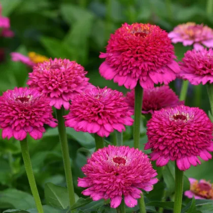 Cínia Zinderella Purple - Zinnia elegans - predaj semien - 20 ks