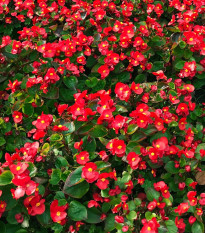 Begónia Big Red Green Leaf F1 - Begonia benariensis - predaj semien - 8 ks