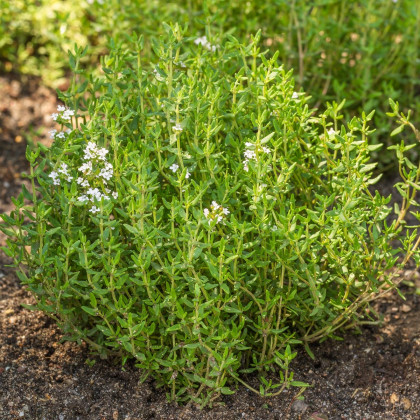 Tymián Orangelo - Thymus vulgaris - predaj semien tymiánu - 40 ks