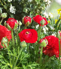 Iskerník plnokvetý červený - Ranunculus asiaticus - predaj cibuľovín - 3 ks