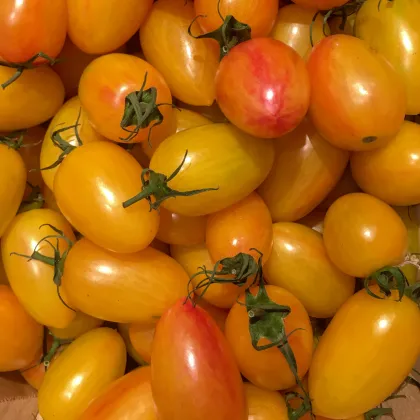 Paradajka Artisan Blush Tiger - Solanum lycopersicum - predaj semien paradajok - 20 ks