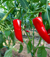 Paprika Snack Red - Capsicum annuum - predaj semien paprík - 6 ks