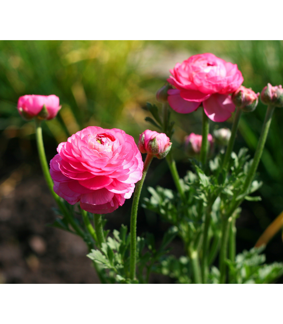 Iskerník ružový - Ranunculus asiaticus - predaj cibuľovín - 3 ks