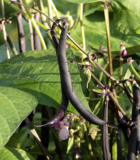 BIO Fazuľa Blauhilde - Phaseolus vulgaris - predaj bio semien - 25 ks