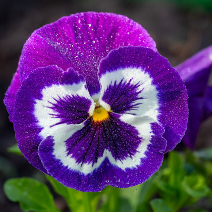 Violka Inspire fialovo-biela F1 - Viola x wittrockiana - predaj semien - 20 ks