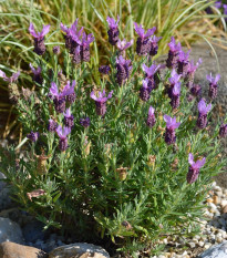 Levanduľa korunkatá - Lavandula stoechas - predaj semien levanduľa - 20 ks