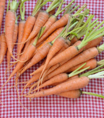 BIO Mrkva raná Amiva - Daucus carota - predaj bio semien - 400 ks