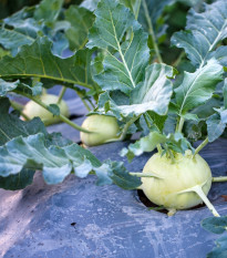 Kaleráb biely neskorý Gaston F1 - Brassica oleracea - predaj semien kalerábu - 50 ks