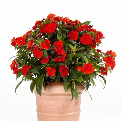 Netýkavka Beacon Bright Red F1 - Impatiens walleriana - predaj semien - 15 ks