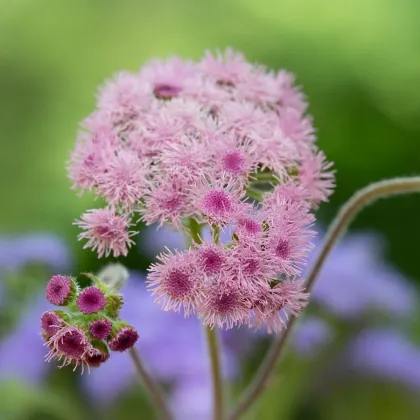 Agerát americký Pink - Ageratum houstonianum - predaj semien - 30 ks