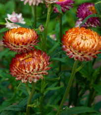 Slamienka bronzová - Helichrysum bracteatum - predaj semien slamienky - 500 ks