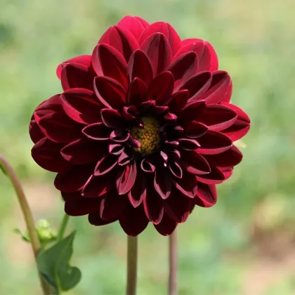 Georgína Thomas Edison - Dahlia - predaj cibuľovín - 1 ks