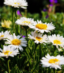 Astra alpínska biela - Aster alpinus - predaj semien - 50 ks