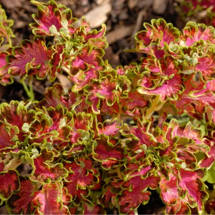 Africká žihľava Colocha Scarlet - Coleus blumei - predaj semien africkej žihľavy - 30 ks