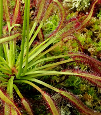 Rosička kapská Triffid Rose - Drosera capensis - predaj semien - 15 ks