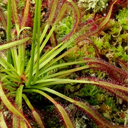 Rosička kapská Triffid Rose - Drosera capensis - predaj semien - 15 ks