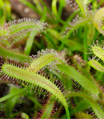 Rosička kapská obrovská - Drosera capensis - predaj semien - 15 ks