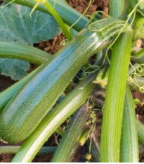 Bio Cuketa Zuboda - Cucurbita pepo - predaj bio semien - 8 ks