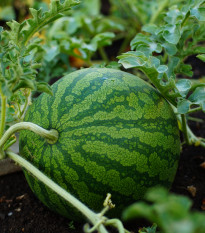 Melón vodový Primaorange F1 - Citrullus lanatus - predaj semien - 7 ks