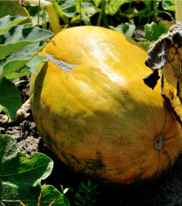 Melón medový Bimbo F1 - Citrullus lanatus - predaj semien - 6 ks