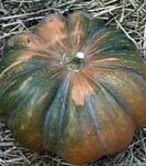 Dyňa muškátová - Cucurbita moschata - predaj semien - 5 ks