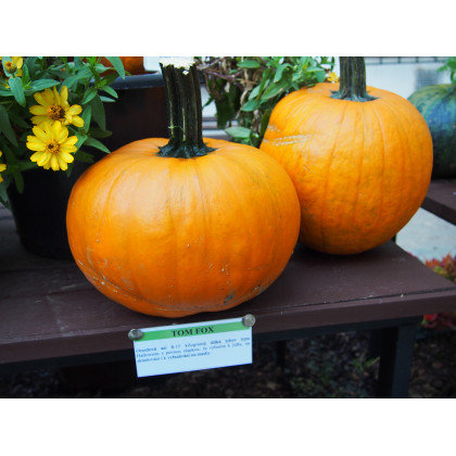 Dyňa Tom Fox na Halloween - Cucurbita pepo - predaj semien - 5 ks