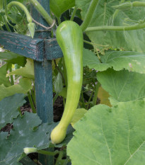 Tekvica Tromba d Albenga - Cucurbita moschata - predaj semien - 6 ks