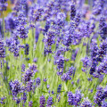 Bio levanduľa lekárska - Lavandula Angustifolia - predaj bio semien - 50 ks