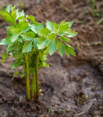 Bio ligurček - Levisticum officinale - predaj bio semien - 120 ks