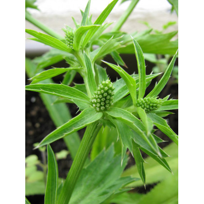 Koriander mexický - Eryngium foetidum - predaj semien - 50 ks