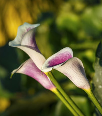 Kala Picasso – Zantedeschia – cibuľoviny