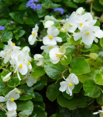 Begónia Super Olympia biela F1 - Begonia semperflorens - predaj semien - 12 ks